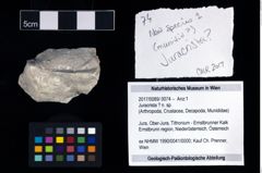 Foto (Objekt + Etikett) von Juracrista ? n. sp.  (NHMW-GEO-2017-0089-0074)